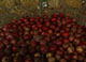 Pomegranates